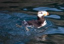 Photo of Puffin in the water